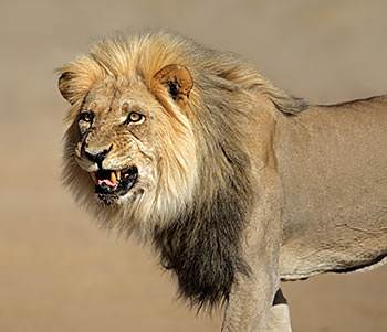 roaring lion