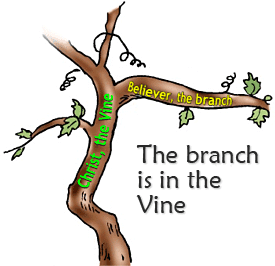 the branch is in the vine