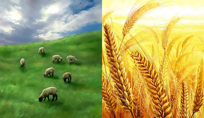 Jesus saw the sheep and golden grain