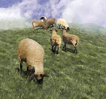 Abraham had such large flocks of sheep