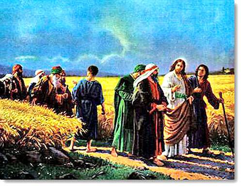 Jesus in the Grainfields