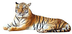 Prenons le tigre pour représenter le péché de la colère.