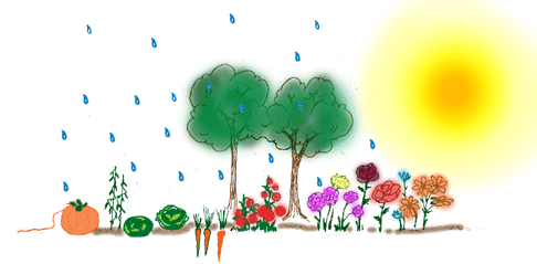 Plants need rain and sunshine to grow