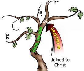 God took us out of Adam and grafted us into Christ