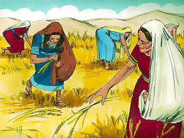 Ruth was involved in the overall task of reaping