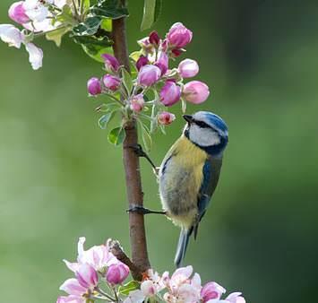 your heavenly Father feeds them