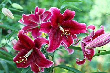 Jesus noticed some beautiful red lilies growing by the roadside