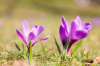 Have you ever seen the crocuses