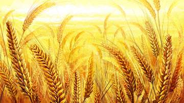 Have you ever walked through a field of wheat at harvest time?