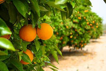 Beyond the cluster of white houses lay gardens planted with orange trees