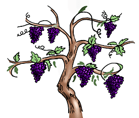 un pámpano lleno de hermosas uvas