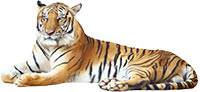 We will use this tiger to represent the sin of anger