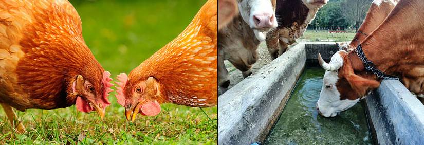 chickens to feed and cows to water