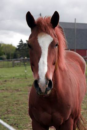 one of those horses was a fellow named Ted