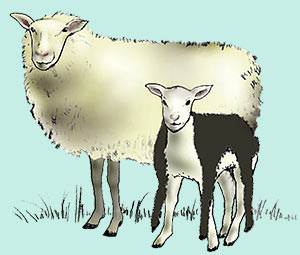 Now, when the lamb approached the mother sheep, she sniffed him and accepted him at once!