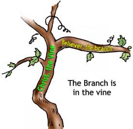 the branch is in the vine