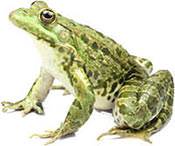 Let us use this ugly frog to represent the sin of bad talk