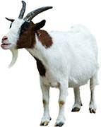 Let us use a goat to represent the sin of rebellion