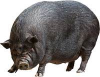 Let us use a hog to represent the sin of selfishness
