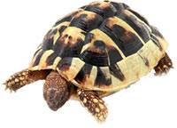 We will use this slow turtle to represent this sin of complaining