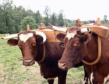 A yoke was a curved wooden bar used to harness two animals side by side