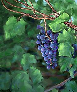 Jesus used the grape vine as an illustration