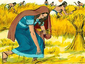 Ruth went to glean what grain she could in the fields of Boaz